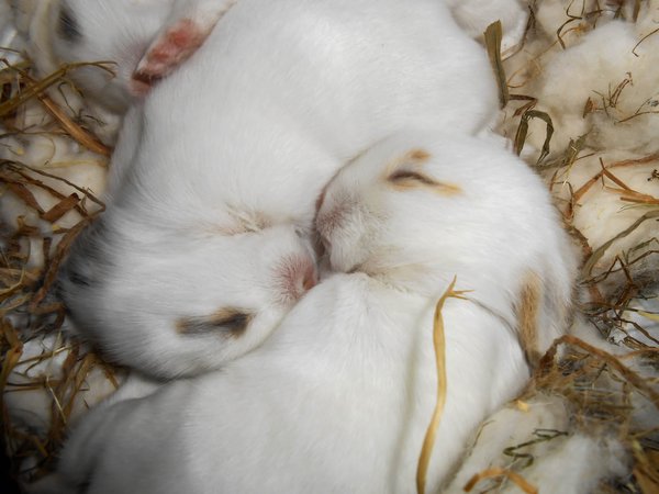 Pourquoi un lapin mange ses bébés ?